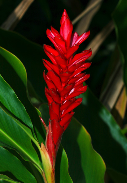 Alpinia-purpurata-2